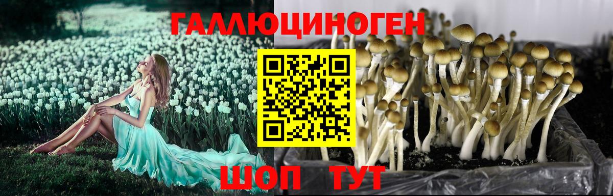 Вышний Волочёк  Галлюциногенные грибы прущие грибы  Псилоцибиновые грибы Psilocybine cubensis  Вход с VPN 
